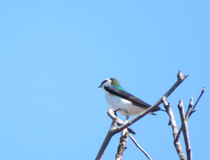 violet green swallow deer lake burnaby