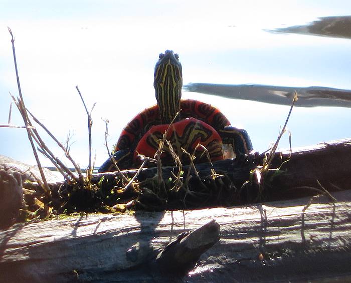 western painted turtle deer lake burnaby