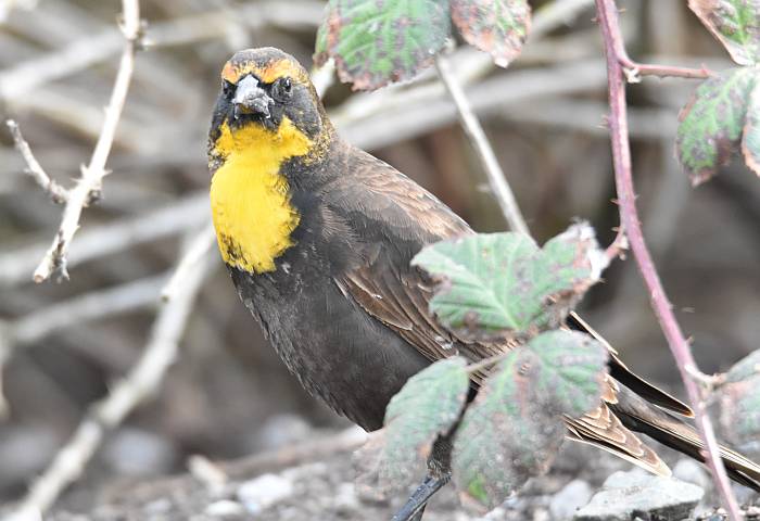 yellow-headed blackbird reifel sanctuary