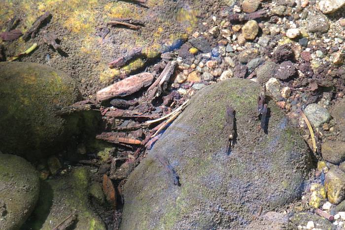 caddisfly larvae byrne creek burnaby