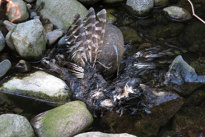 dead raptor byrne creek burnaby bc