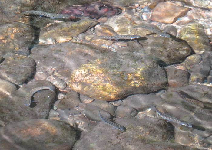 salmon fry byrne creek burnaby bc
