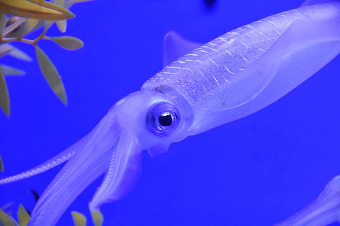 asamushi aquarium aomori japan