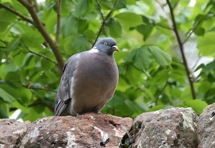 duddington lock edinburgh church garden birds