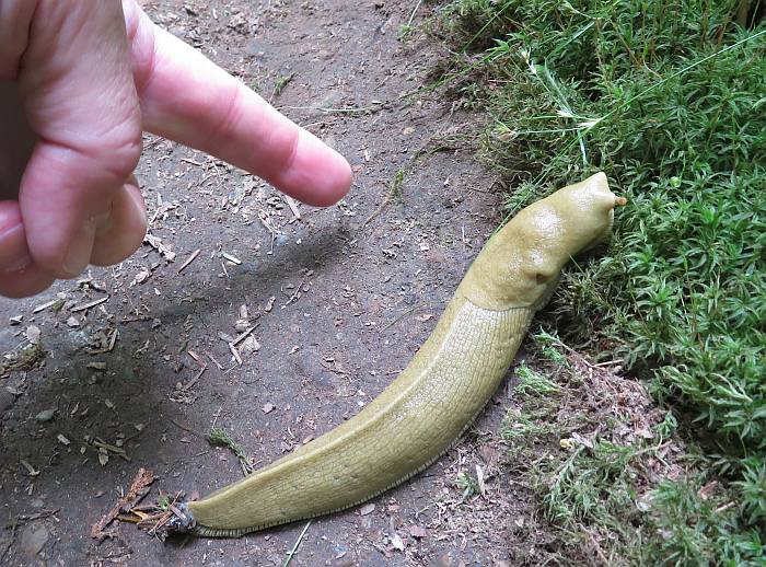 banana slug