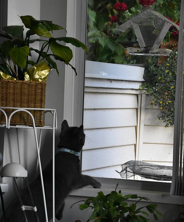 cat bird feeder