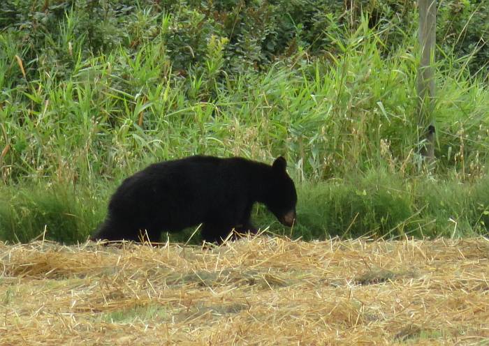 young black bear pemberton bc