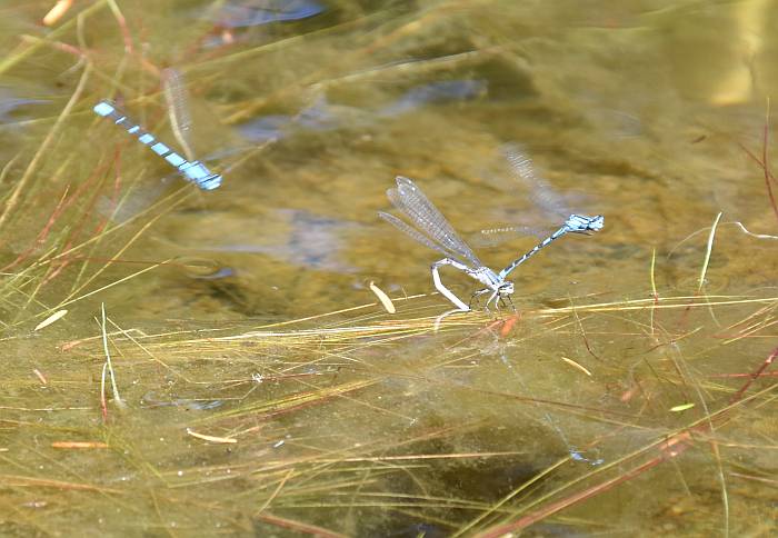 damselfly rice lake bc