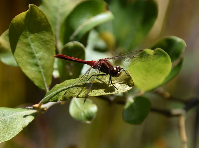 cherry-faced meadowhawk