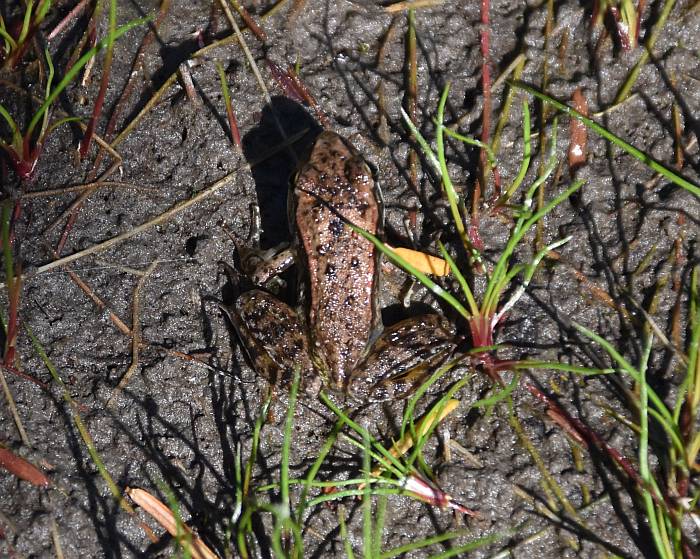 red-legged frog rice lake bc