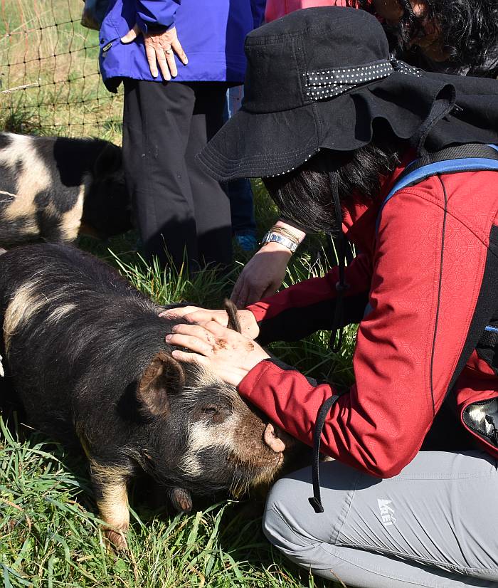 kunekune pigs