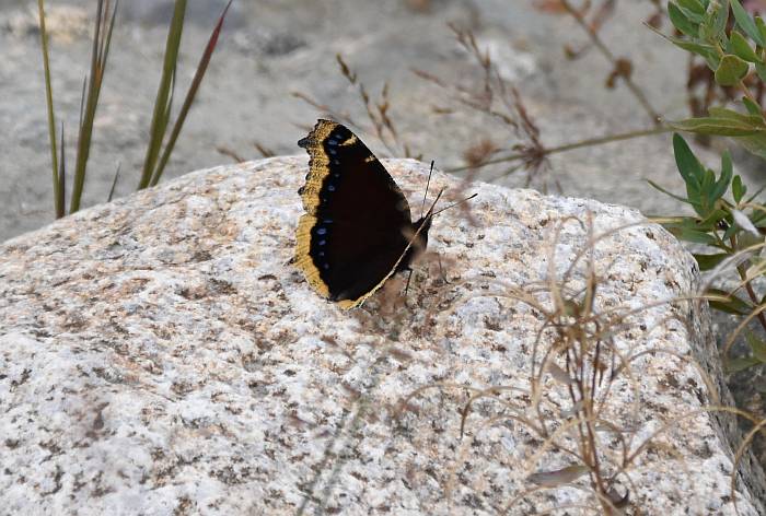 mourning cloak butterfly