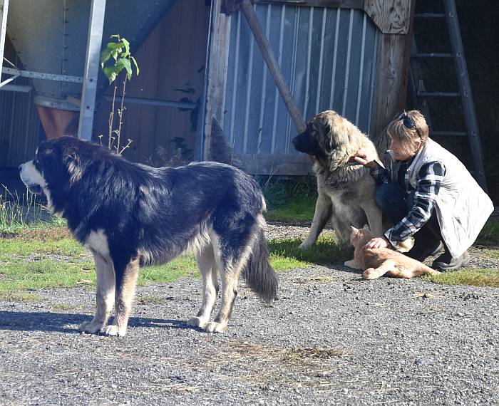 huge dogs provide predator protection