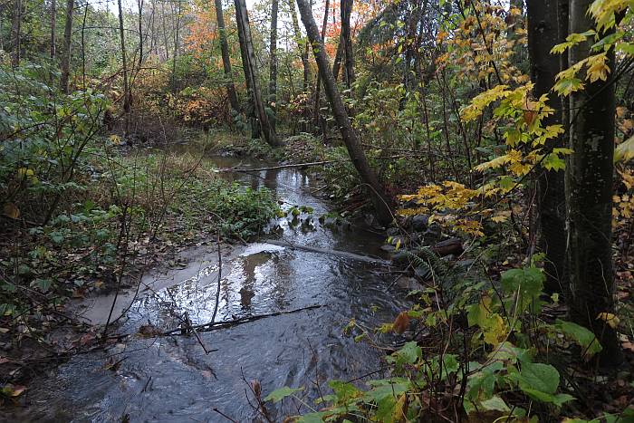 byrne creek autumn colours burnaby bc