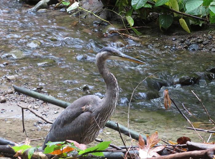 great blue heron fishing Byrne Creek Burnaby