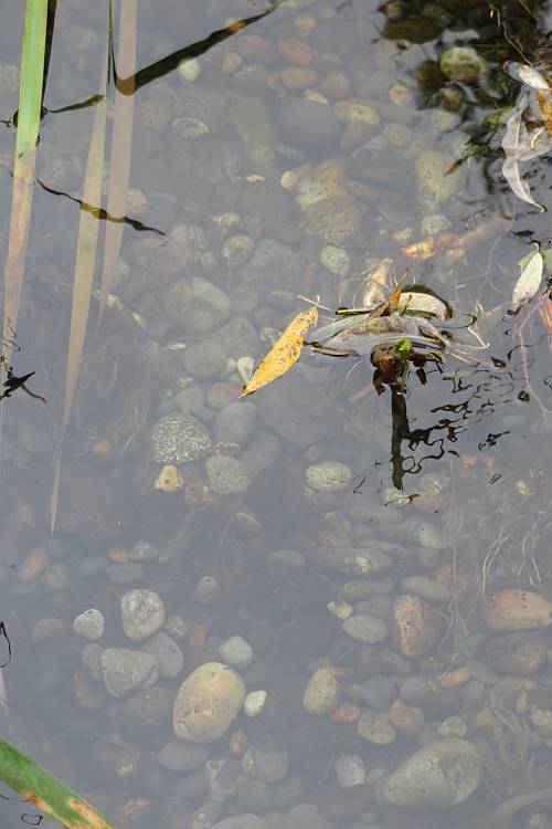 salmon redd nest byrne creek burnaby