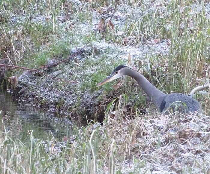 frosty byrne creek walk herons teal wood ducks