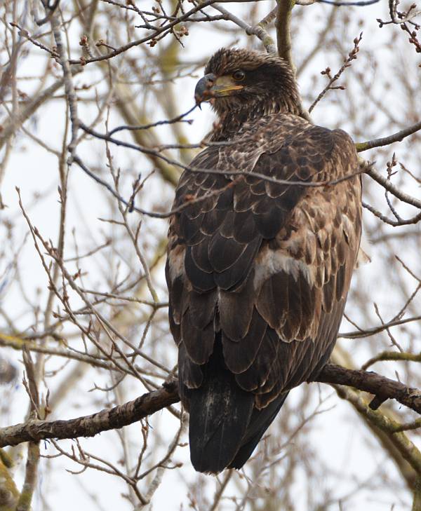 eagles boundary bay delta bc