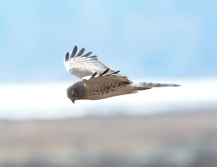 northern harriers boundary bay delta bc