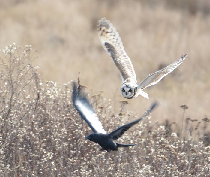 short-eared owl boundary bay delta bc