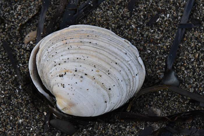 shells beach life
