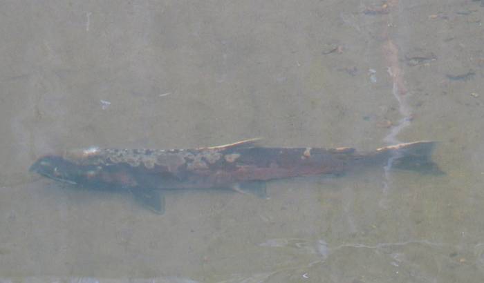 large coho fungus byrne creek burnaby