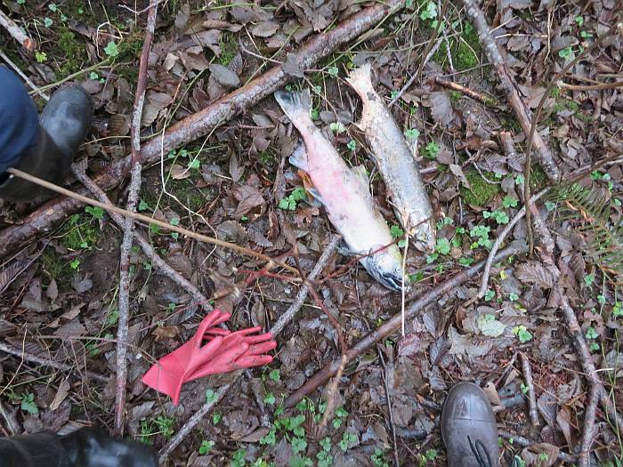 spawned coho byrne creek burnaby