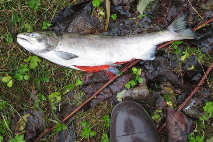 unspawned female coho byrne creek burnaby