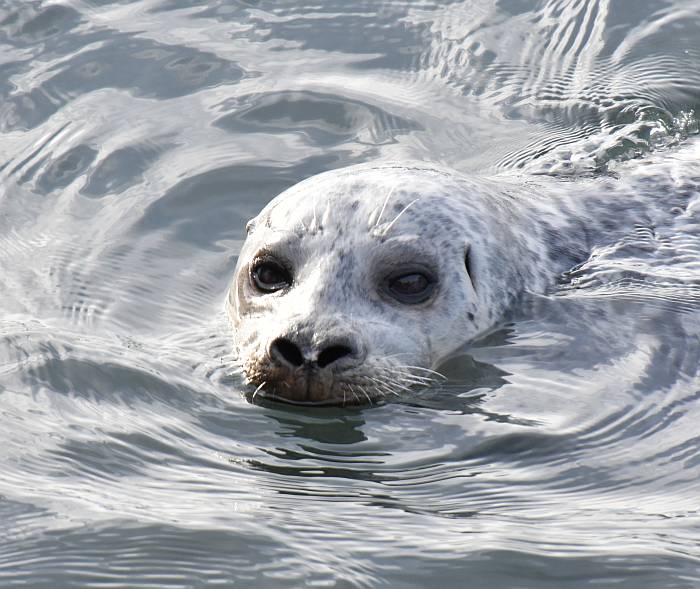 herring feeding frenzy sea lions seals gulls white rock bc
