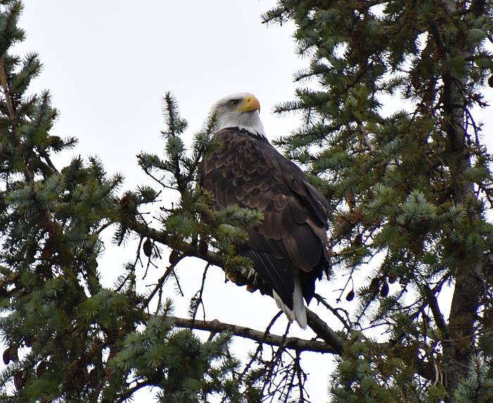 cloudy crescent beach views eagles goldeneye cormorant