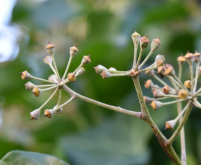 Budding Signs of Spring Byrne Creek Burnaby BC