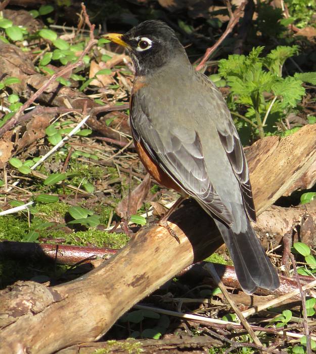 american robin