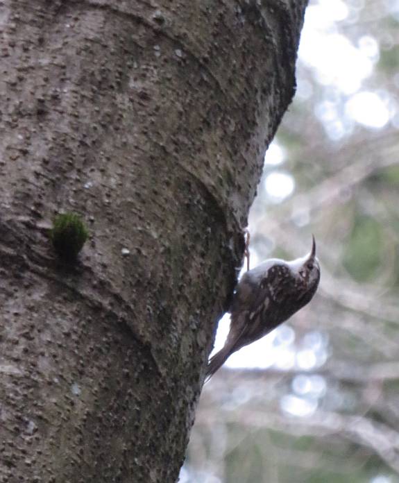 brown creeper burnaby