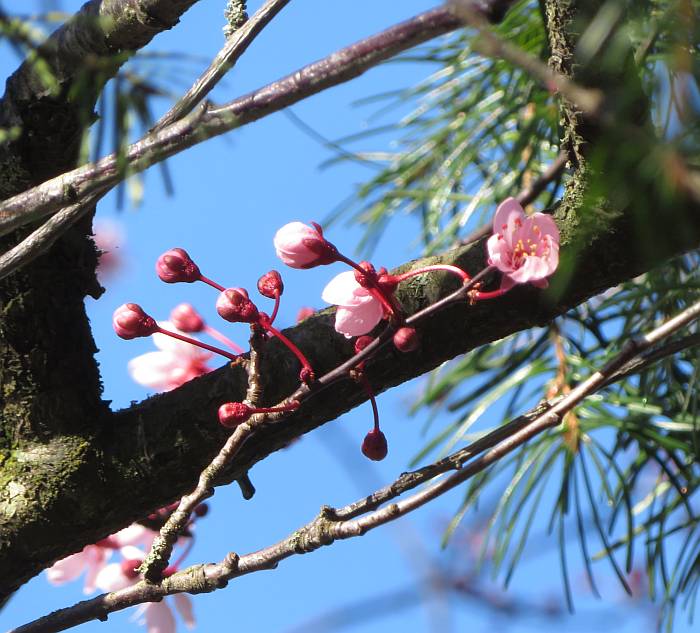 cherry blossoms