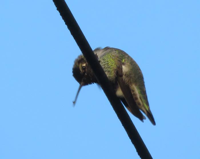 peekaboo hummingbird