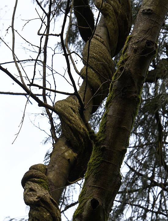 tree python byrne creek