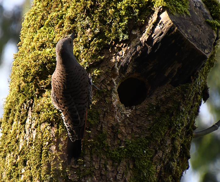 northern flicker nest burnaby bc