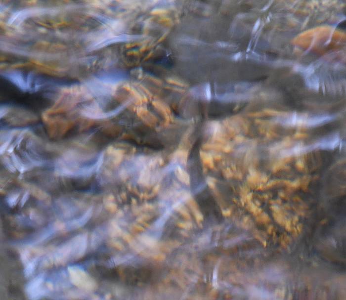 salmon fry byrne creek