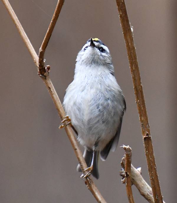 golden-crowned sparrow