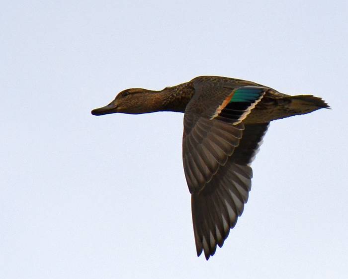 green-winged teal byrne creek burnaby 