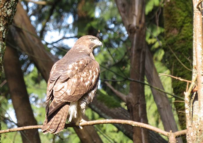 hawk byren creek ravine burnaby bc