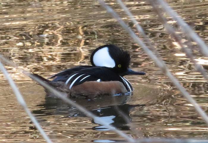 hooded merganser