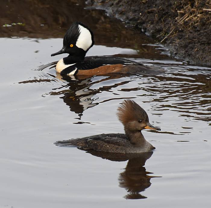 hooded merganser burnaby bc