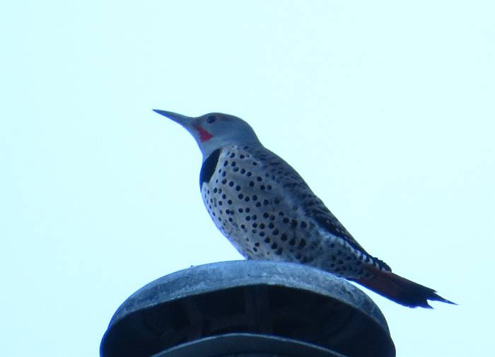 northern flicker