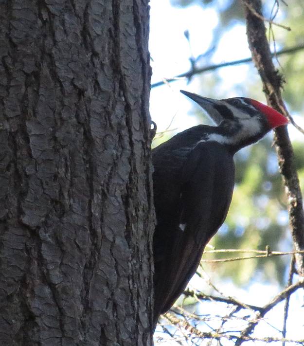 pileated woodpecker