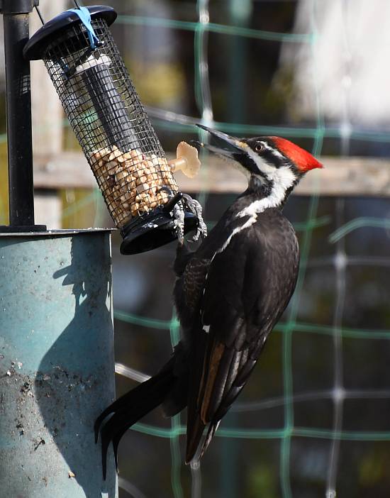 pileated woodpecker feeder