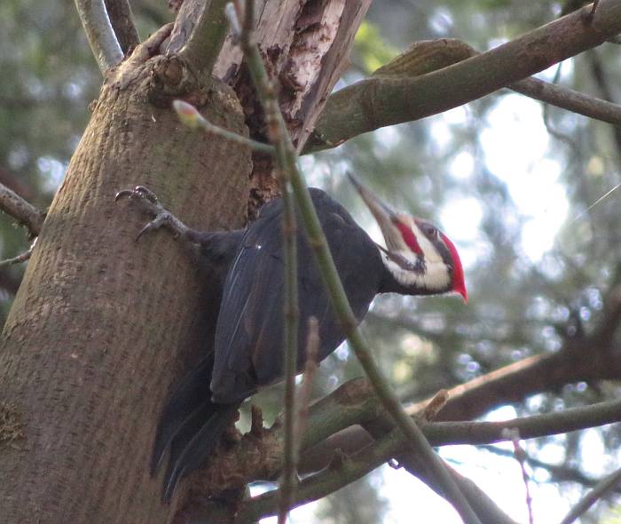 pileated woodpecker byrne creek burnaby bc