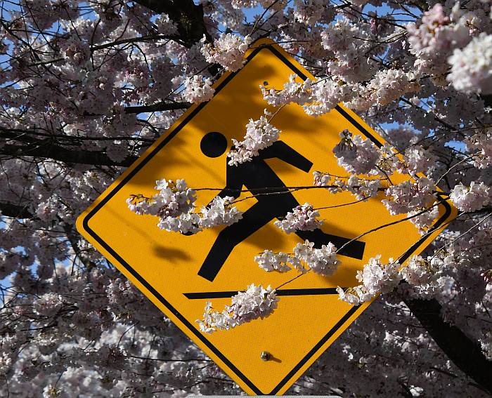 running man cherry blossoms