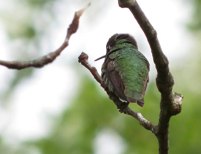 anna's hmmingbird burnaby bc