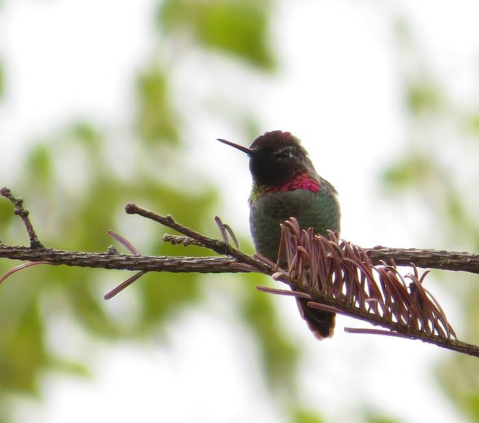 anna's hummingbirds burnaby bc